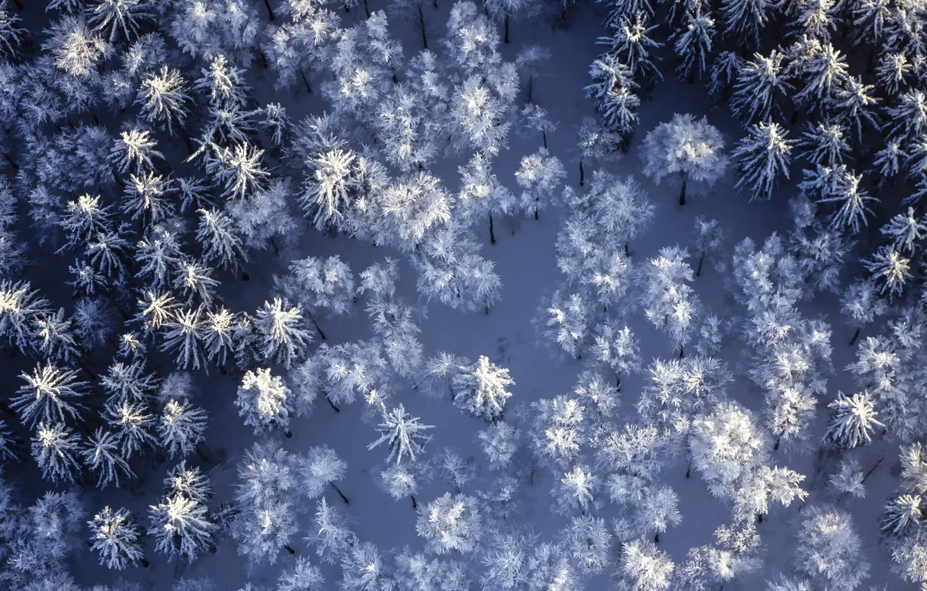 Фото обои снег, деревья, пейзаж