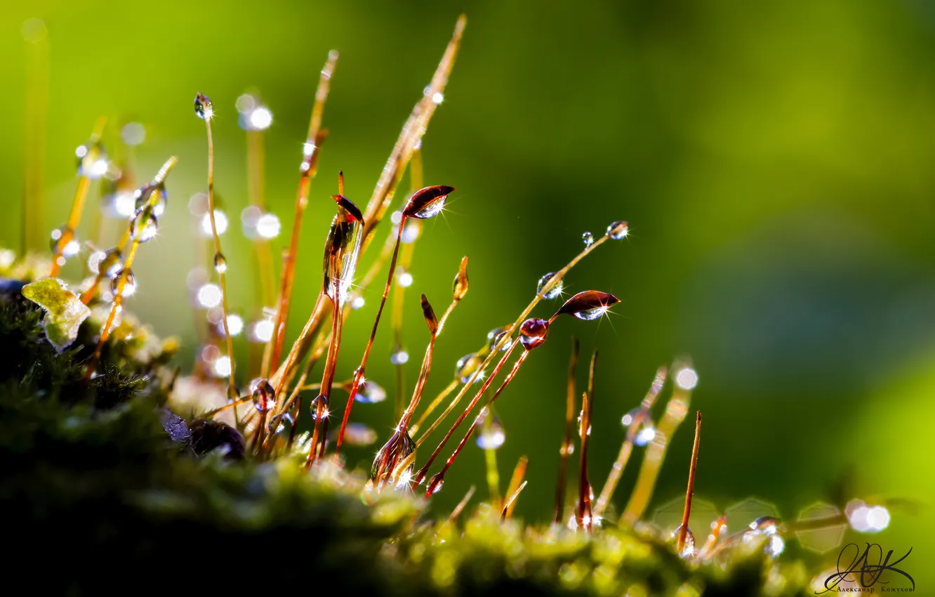 Фото обои роса, мох, капли росы, Макропейзаж, роса на траве