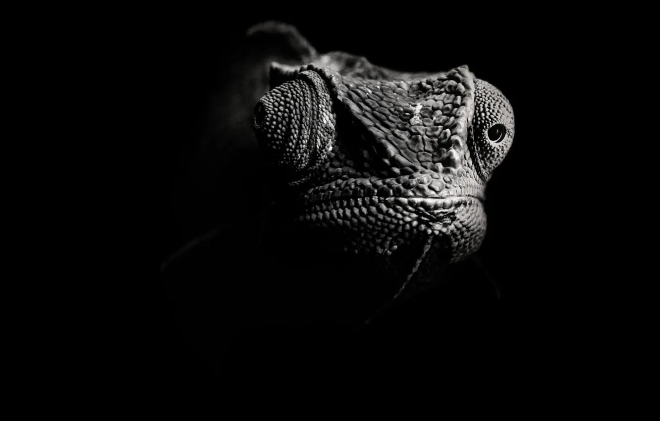 Фото обои черно-белый, ящер, Хамелеон