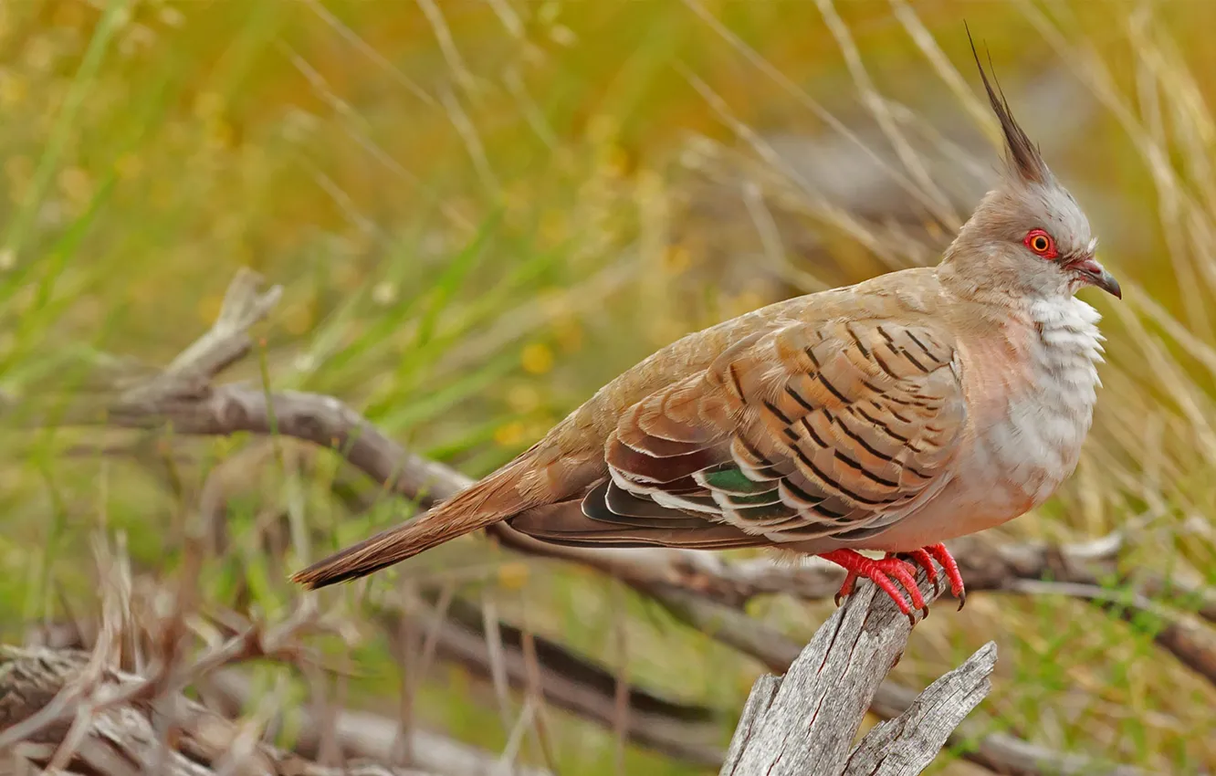 Фото обои природа, птица, Австралия, Uluru-Kata Tjuta National Park, хохлатый голубь
