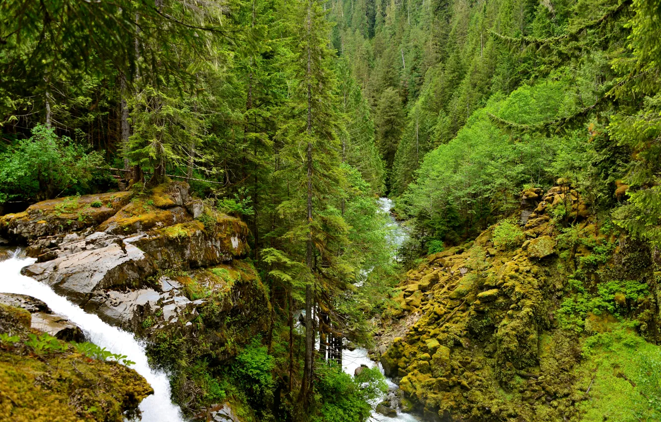 Фото обои зелень, лес, деревья, ручей, камни, водопад, мох
