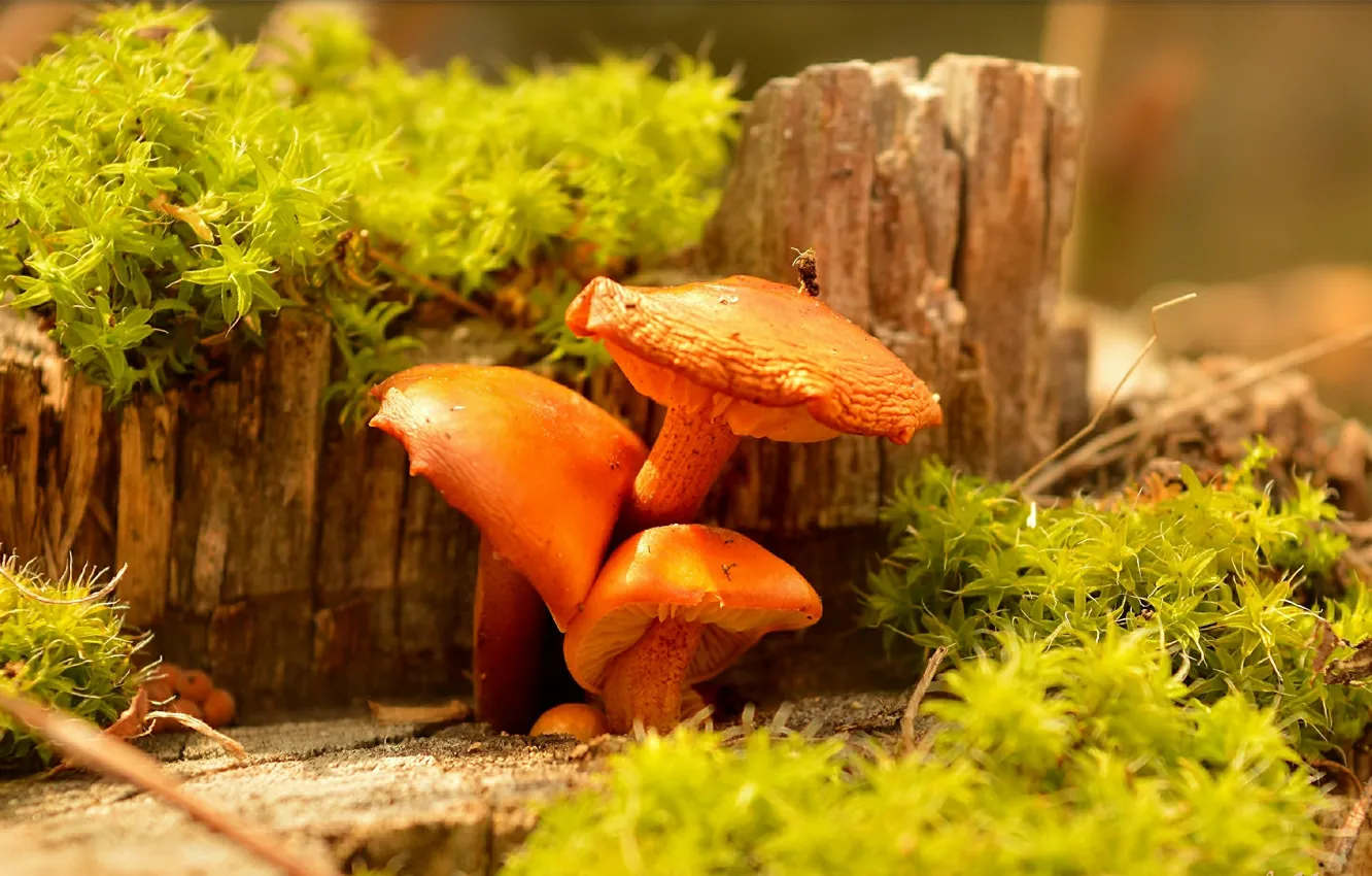 Фото обои природа, Грибы, Mushrooms