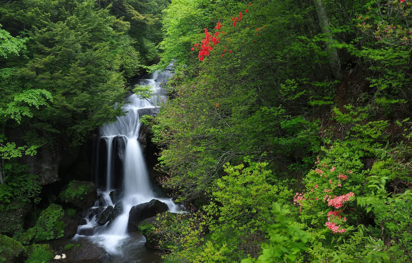 Фото обои лес, водопад, Япония, Japan, каскад, Хонсю, Honshu, Nikko National Park