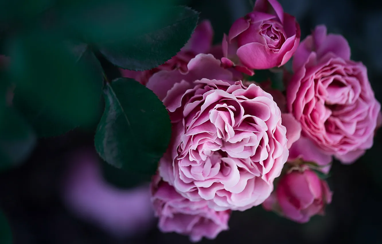 Фото обои цветы, розы, сад, обои от lolita777