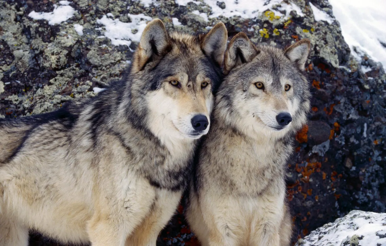 Фото обои зима, пара, волки