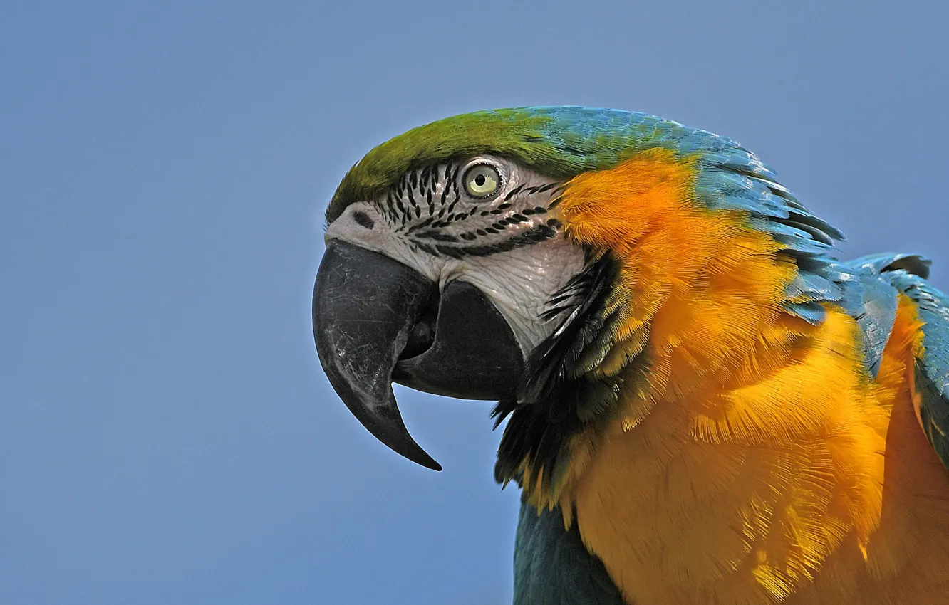 Фото обои фон, птица, клюв, попугай, Сине-жёлтый ара
