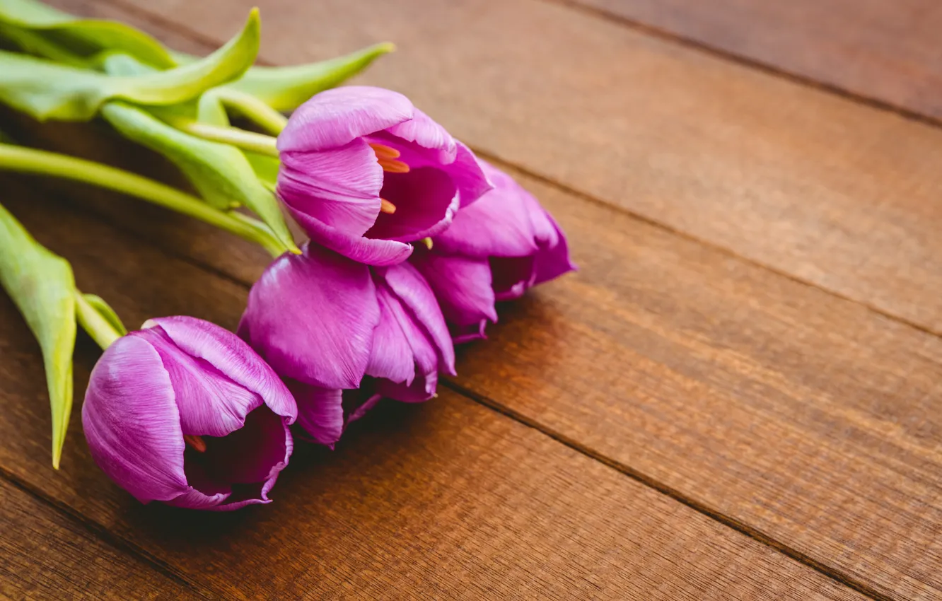 Фото обои цветы, букет, фиолетовые, тюльпаны, wood, flowers, tulips, spring