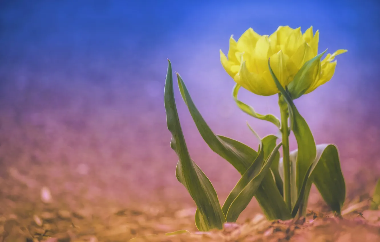 Фото обои фон, тюльпан, боке, жёлтый тюльпан