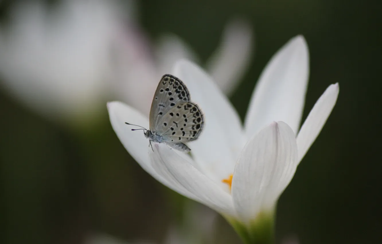 Фото обои белый, цветок, бабочка, крокус