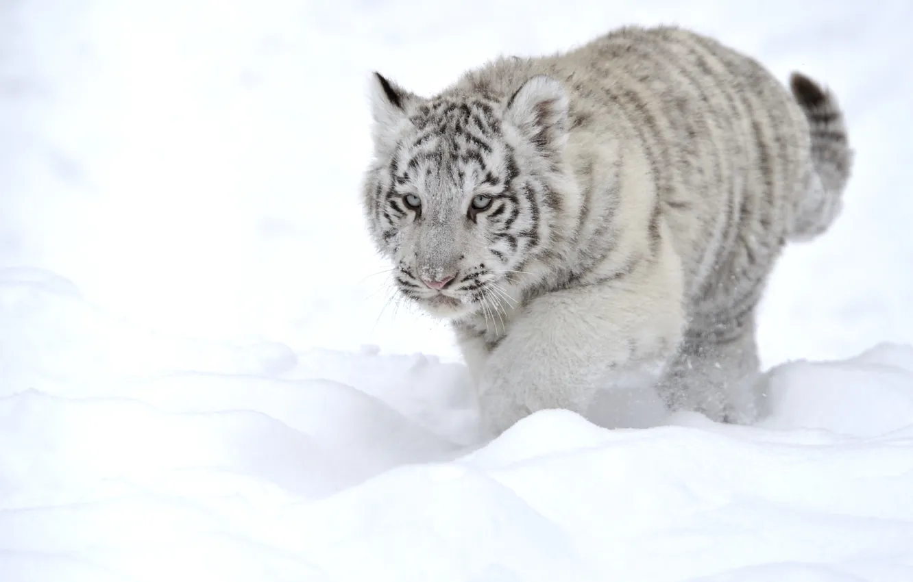 Фото обои белый, снег, тигр, животное, хищник