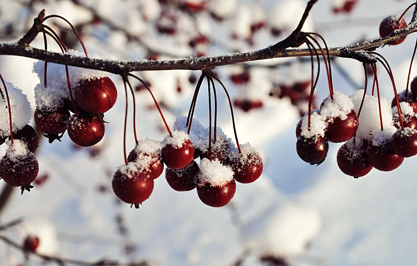 Фото обои зима, снег, ягоды