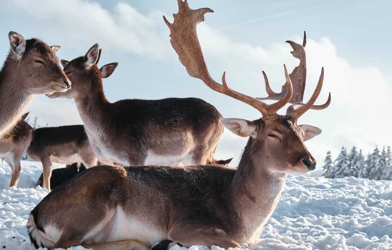 Фото обои horns, animals, nature, winter, snow, Deer, mammals