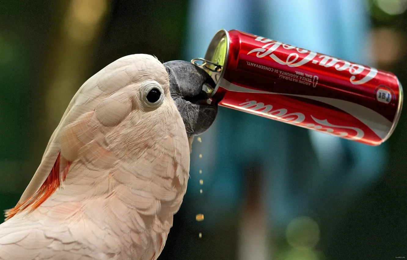 Фото обои жажда, попугай, банка, Coca-Cola, Какаду