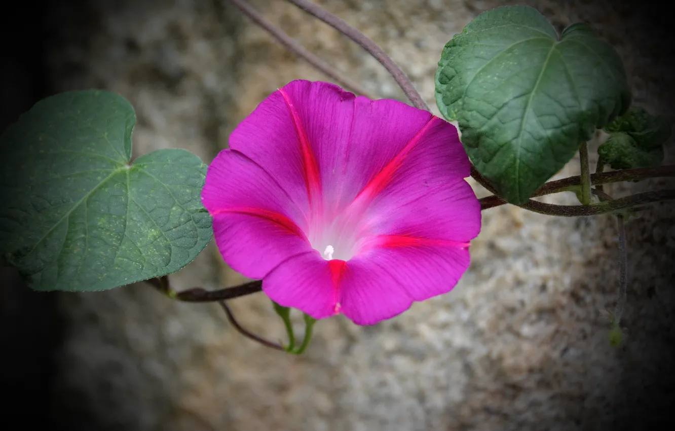 Фото обои Макро, Боке, Bokeh, Macro, Розовый цветок, Pink flower