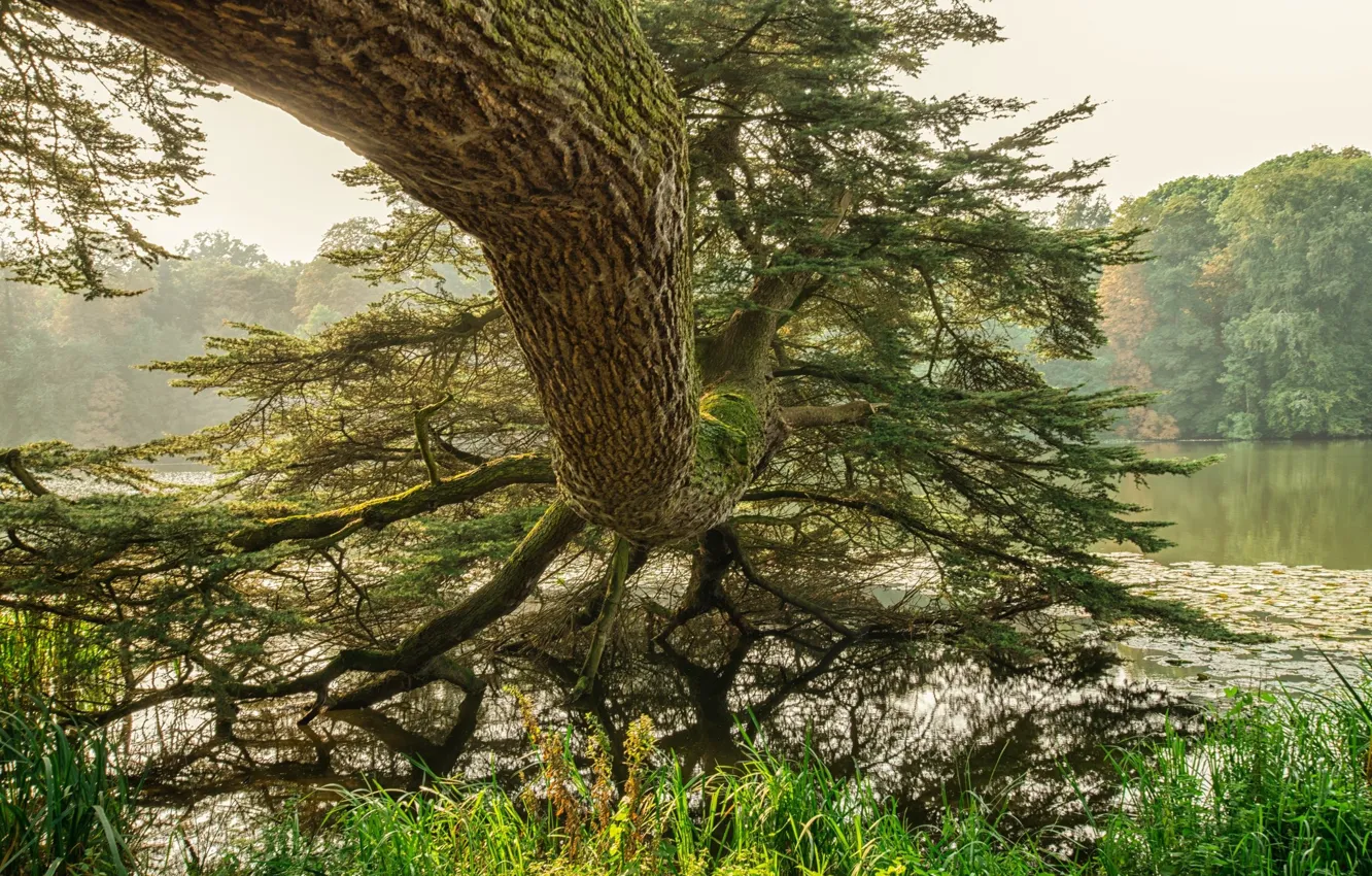 Фото обои природа, река, дерево, плакучая ива
