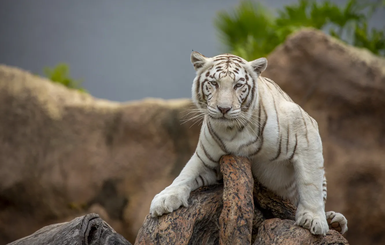 Фото обои белый, взгляд, природа, тигр, камни