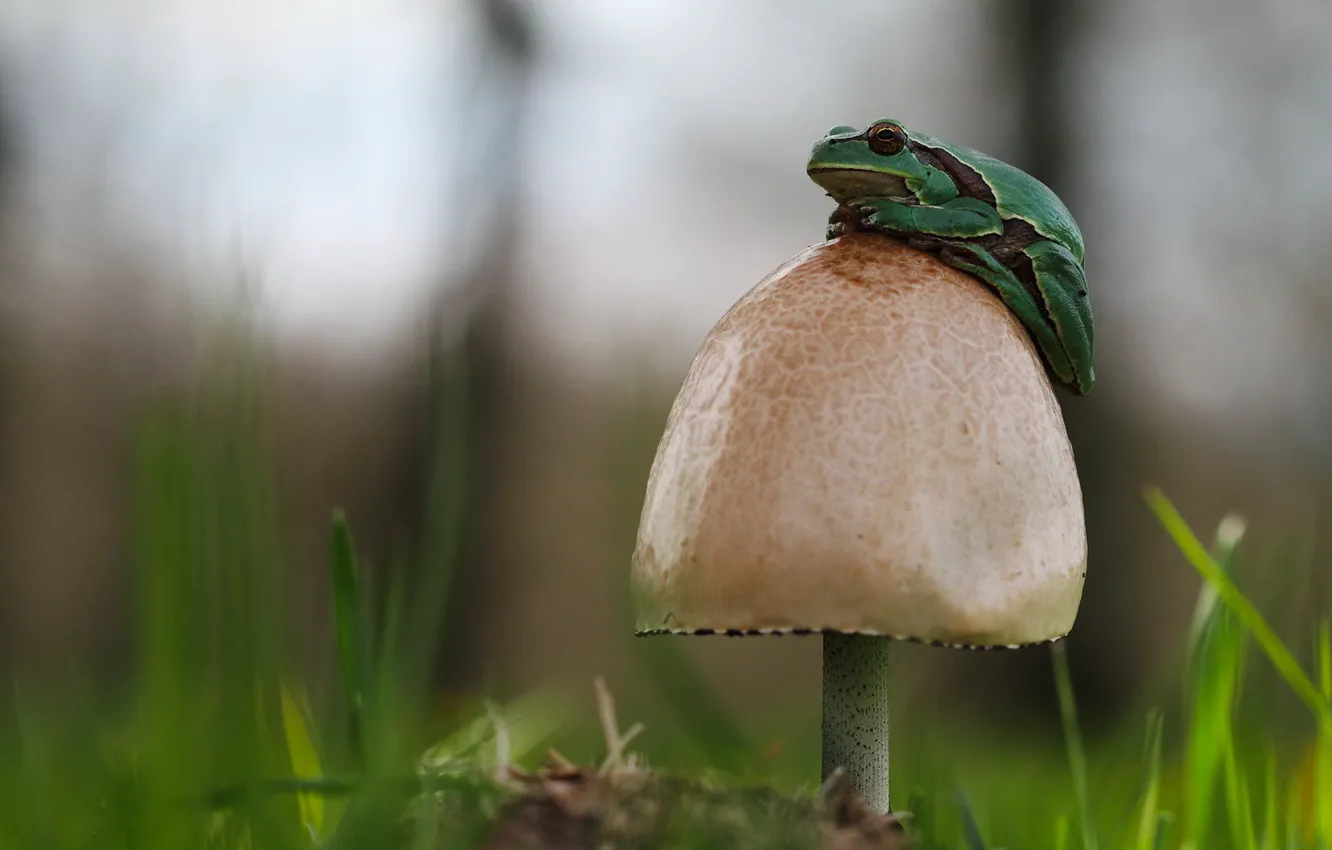 Фото обои трава, гриб, лягушка