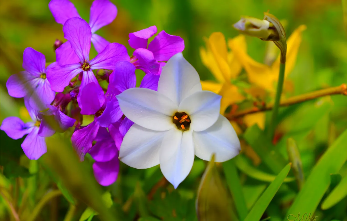 Фото обои Цветы, Flowers, Colors