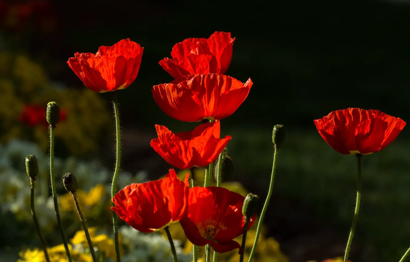 Фото обои свет, цветы, красный, темный фон, яркие, мак, маки