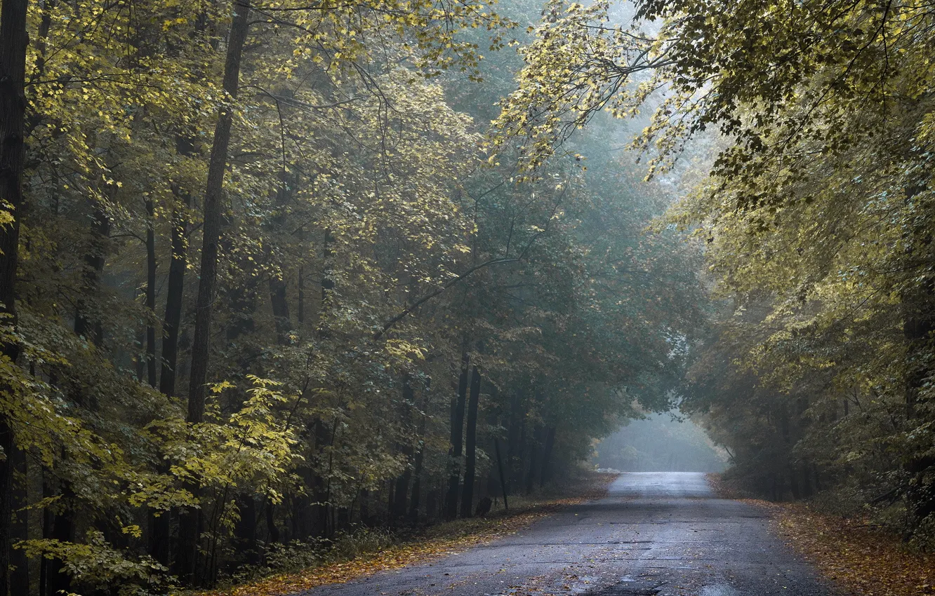 Фото обои road, autumn, Wisconsin, Tunnel of Gold