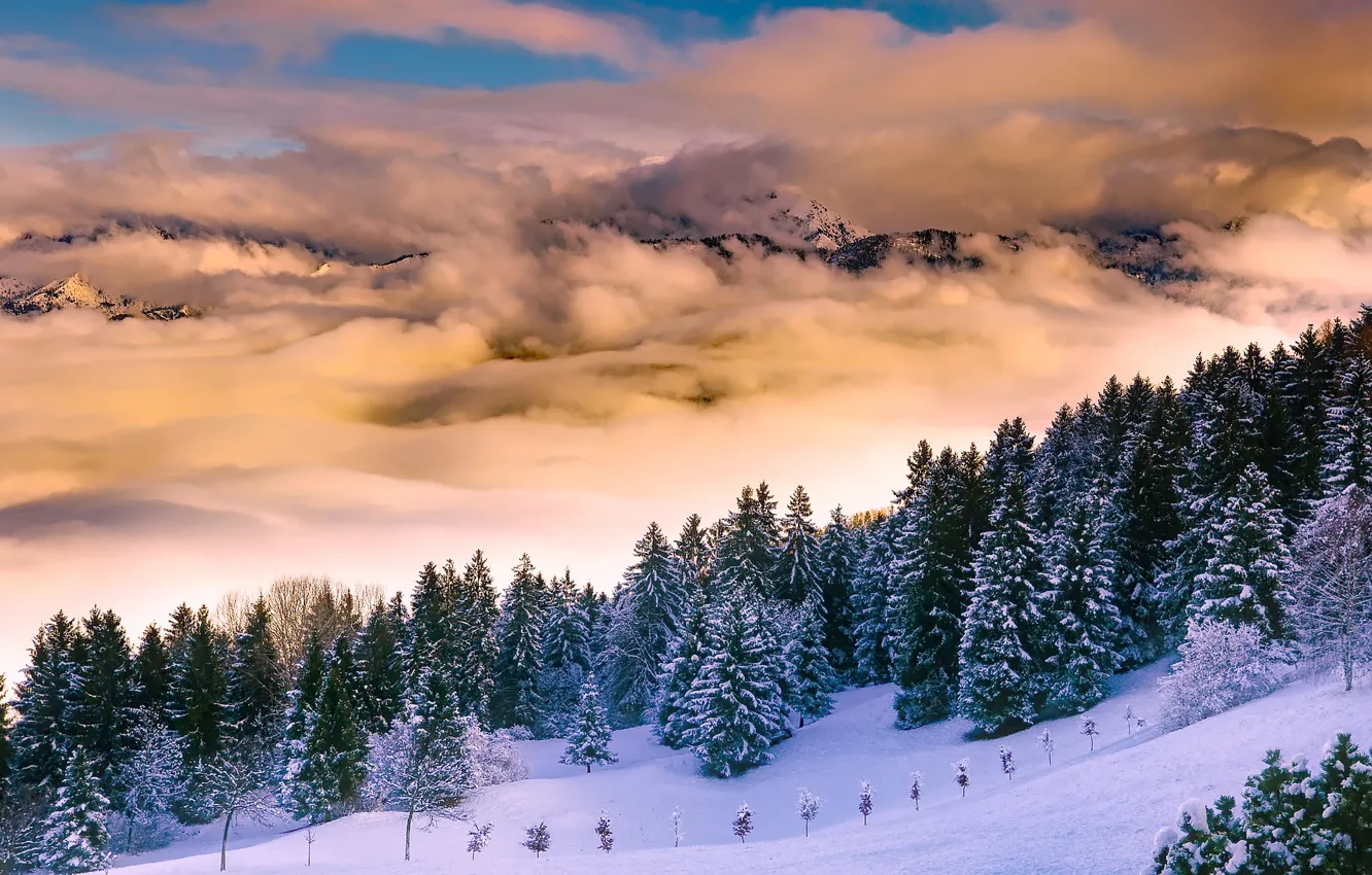 Фото обои зима, лес, облака, горы, елки, утро