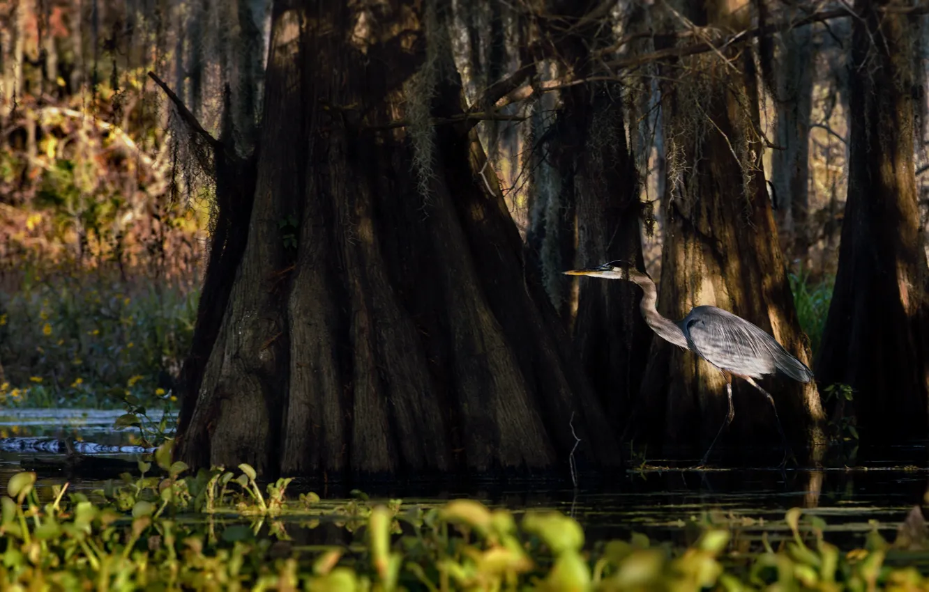 Фото обои осень, деревья, природа, птица, болото, США, кипарисы, Александр Перов