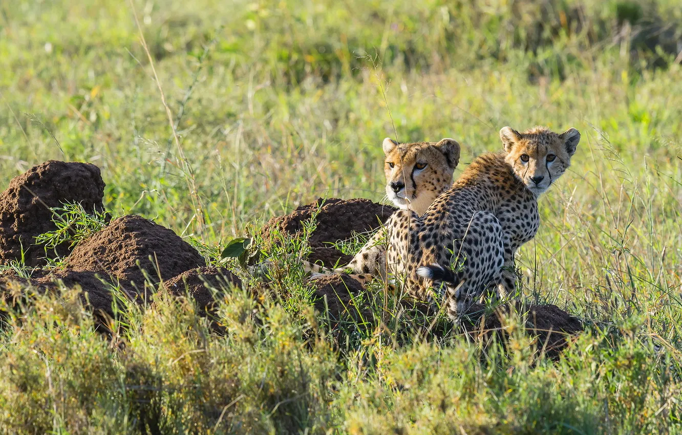Фото обои отдых, хищник, семья, пара, гепард