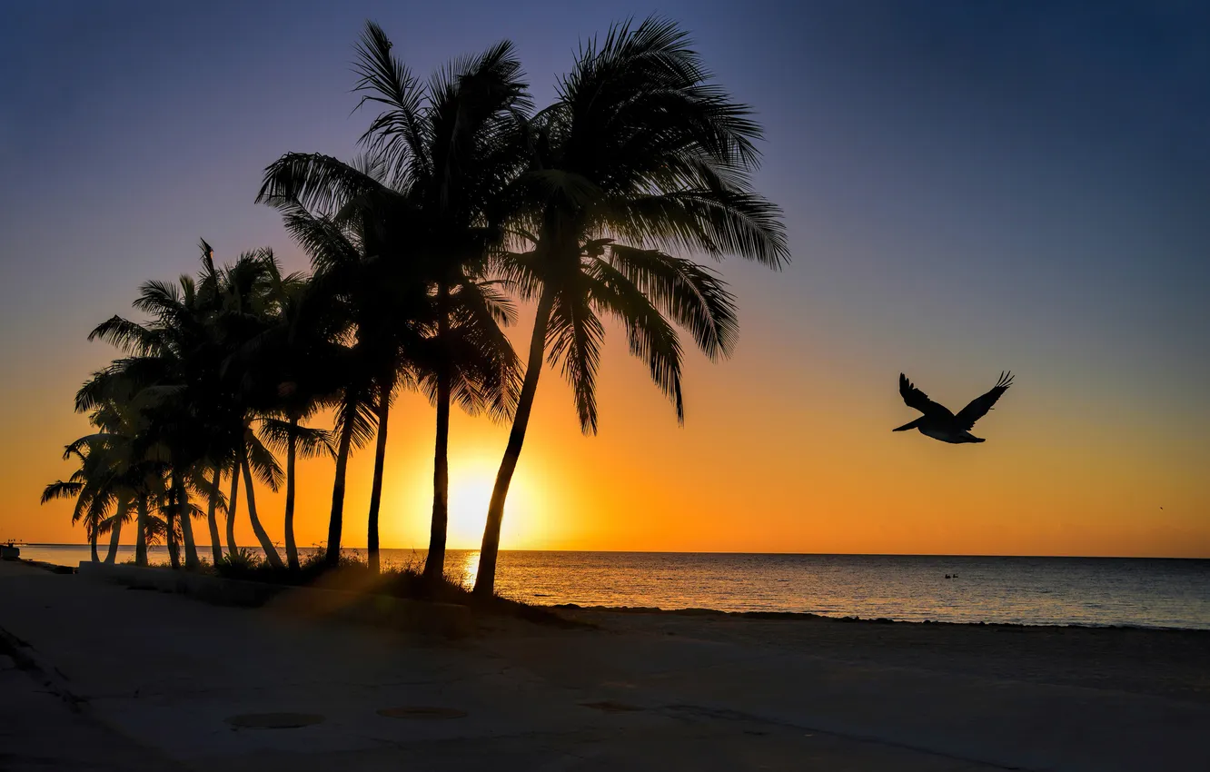 Фото обои море, небо, пальмы, рассвет, птица, берег, силуэт, пеликан