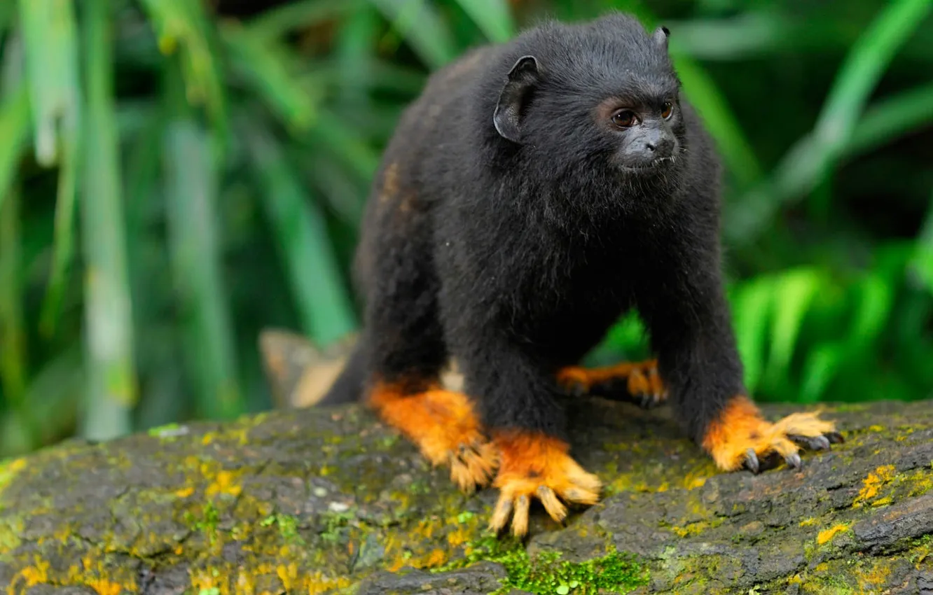 Фото обои шерсть, обезьяна, Бразилия