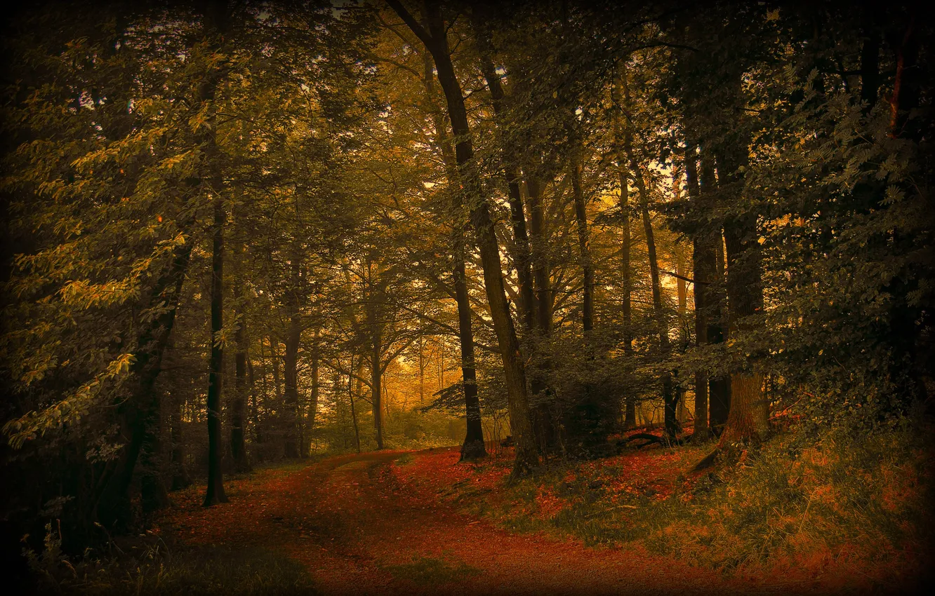 Фото обои дорога, осень, лес, природа, листва