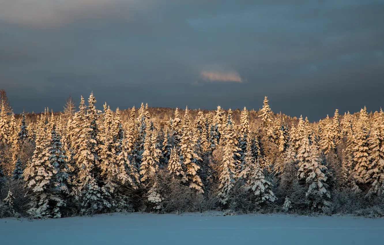 Фото обои зима, Снег, ёлки