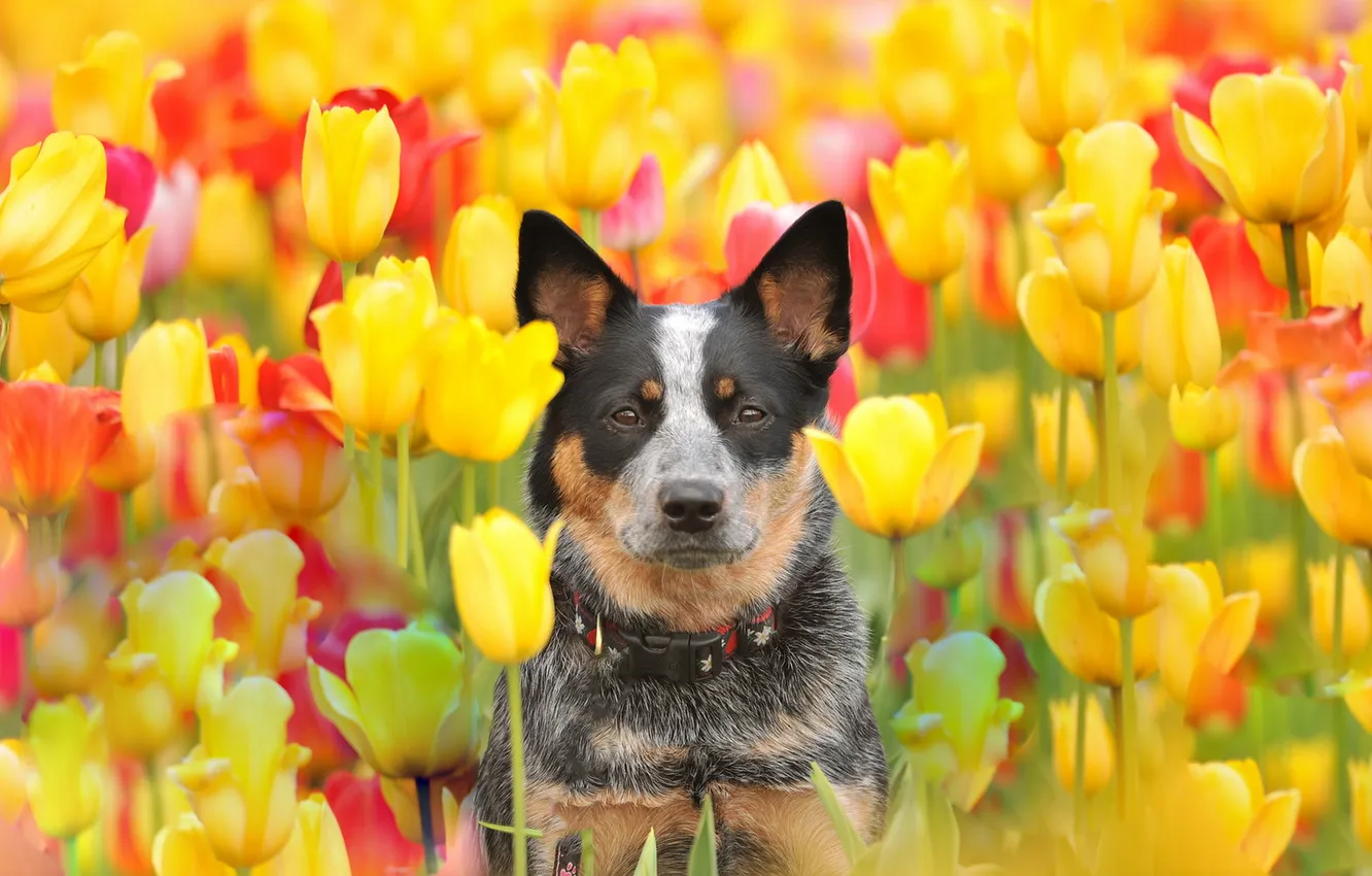 Фото обои взгляд, друг, собака, тюльпаны