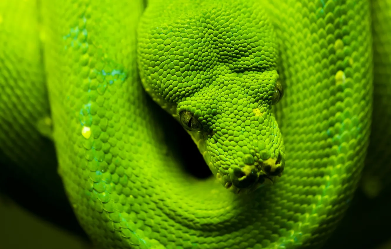 Фото обои зеленый, змея, голова, чешуя