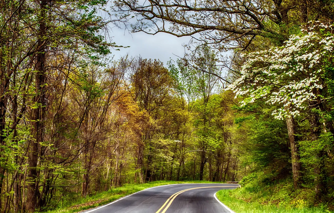 Фото обои дорога, осень, лес, небо, асфальт, деревья, ветки, разметка