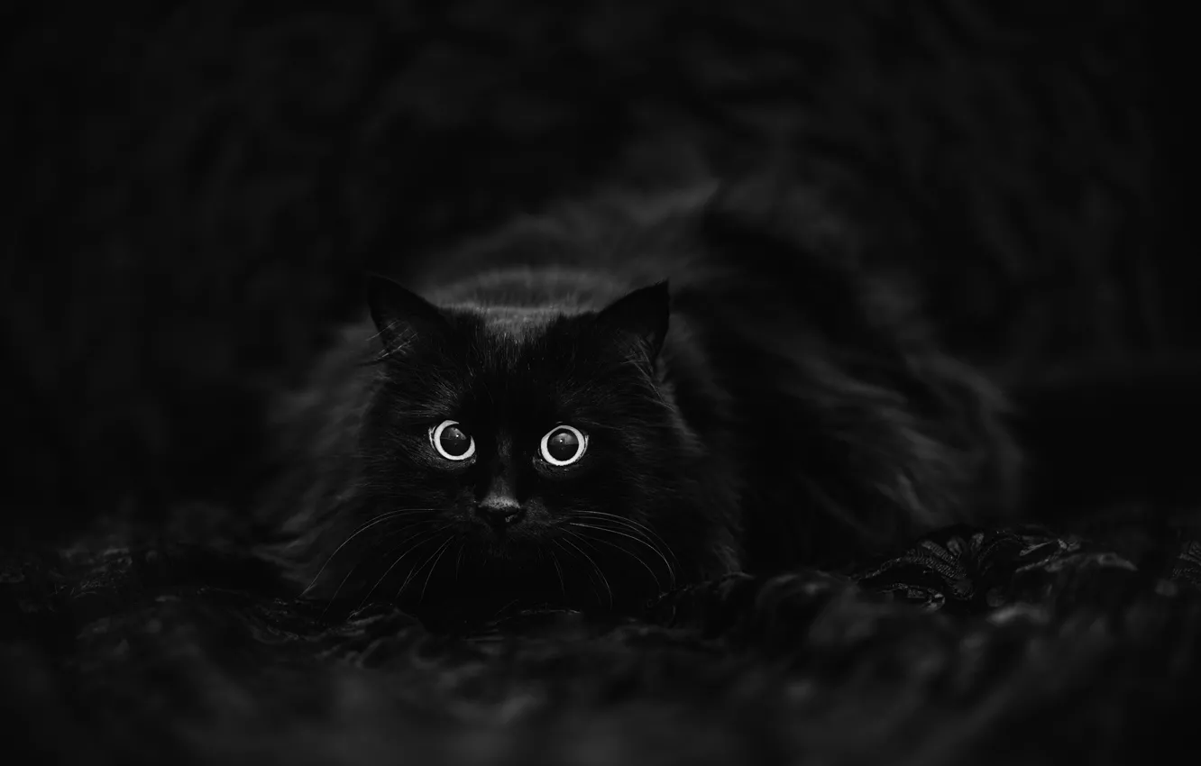Фото обои кот, чёрный фон, чёрный кот