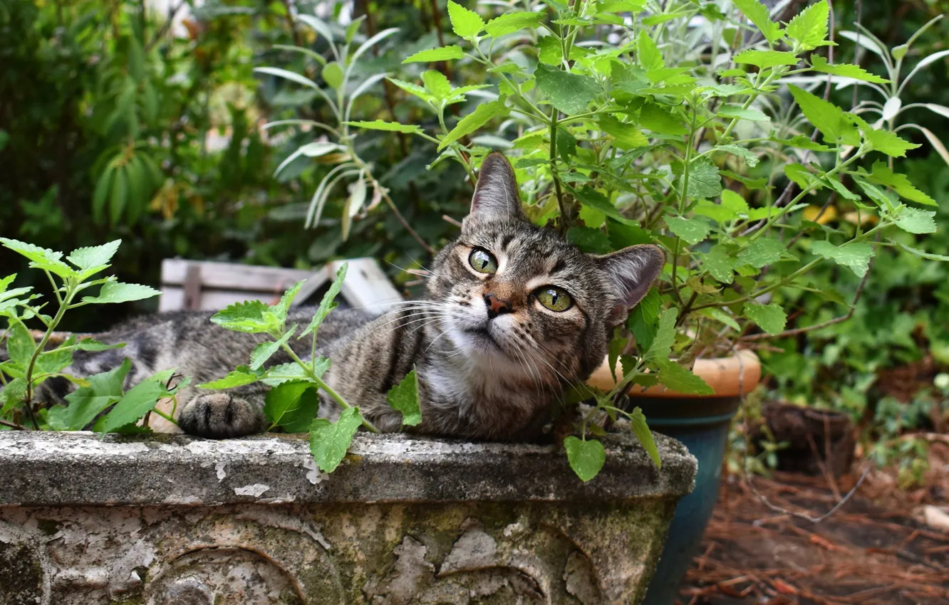 Фото обои кошка, лето, кот, взгляд, морда, листья, сад, клумба