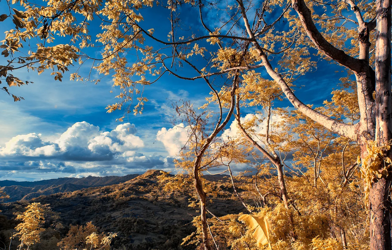 Фото обои осень, небо, облака, горы, дерево
