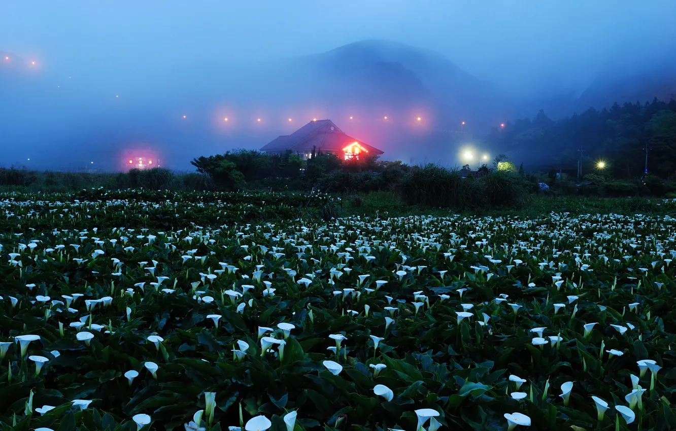 Фото обои поле, цветы, горы, ночь, огни, туман, дом, калы