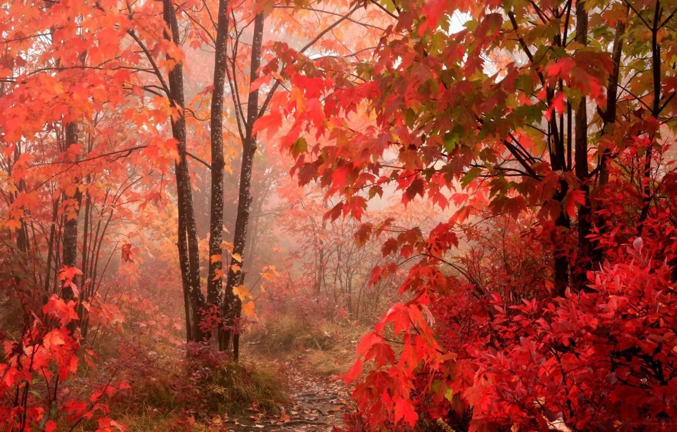 Фото обои лес, листья, красный, Осень