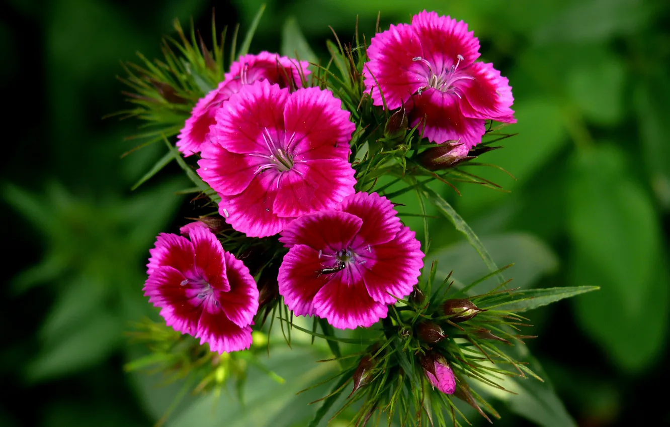 Фото обои гвоздика, Боке, Bokeh, Pink flowers, Розовые цветы