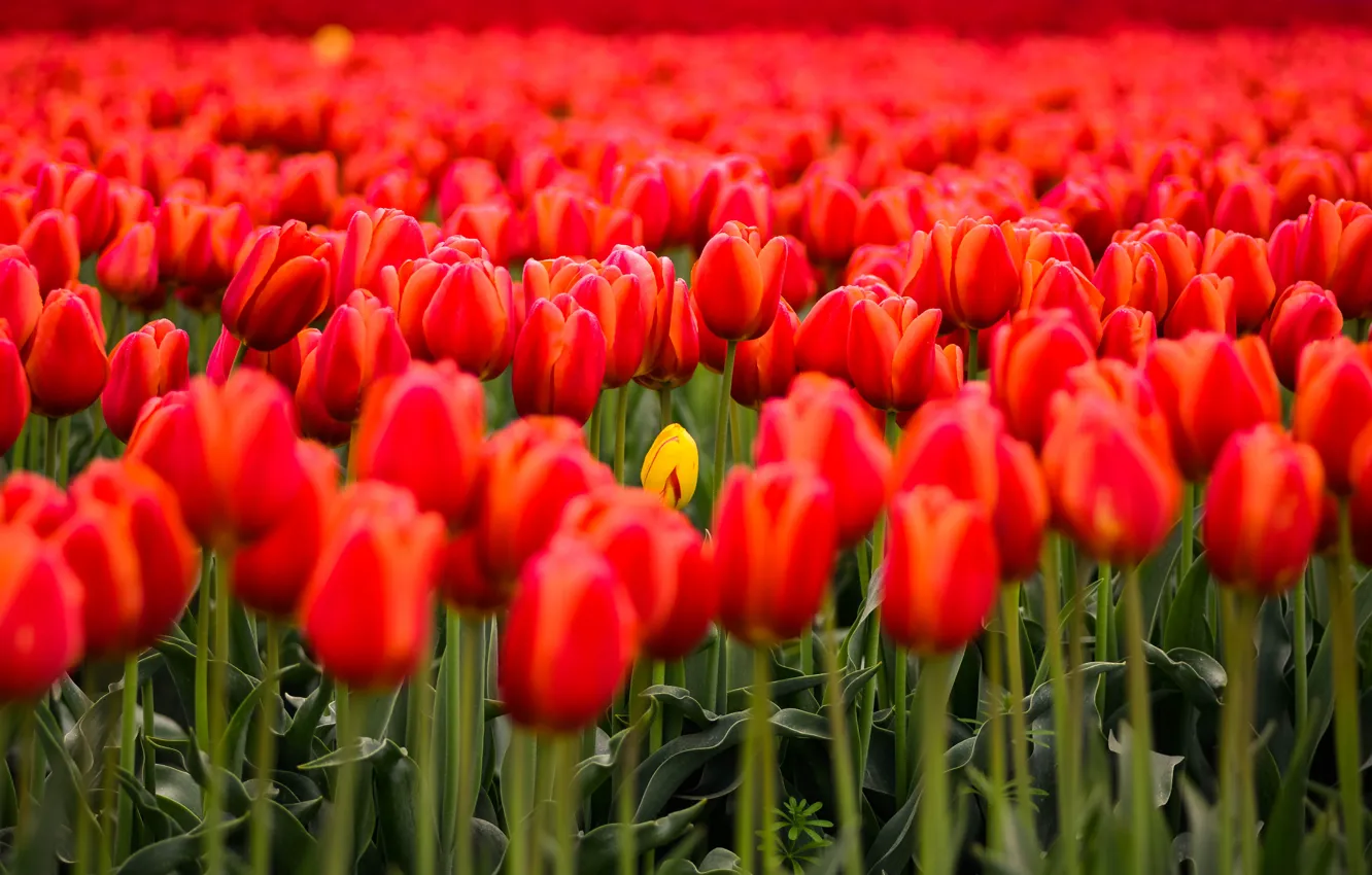 Фото обои цветы, желтый, поляна, весна, тюльпаны, красные, бутоны, клумба