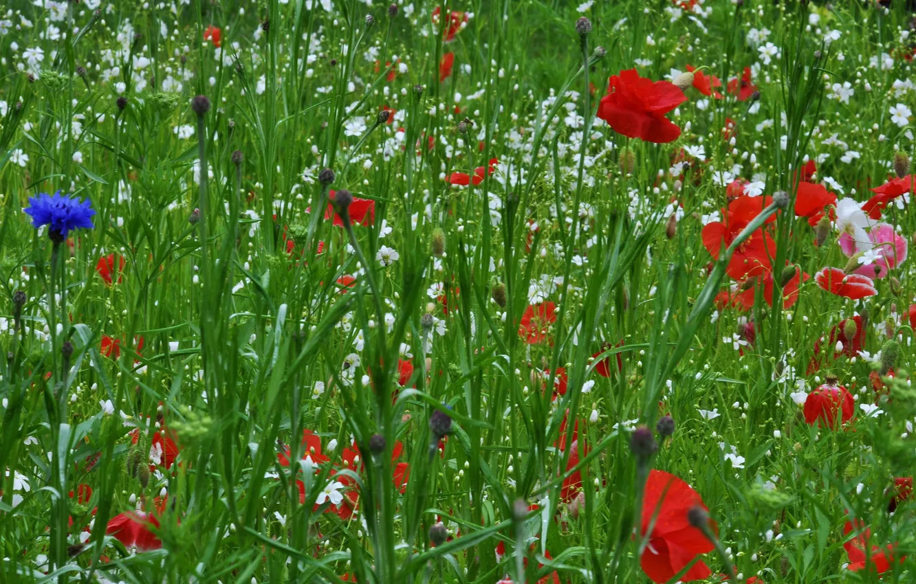 Фото обои поле, трава, цветы, маки, луг
