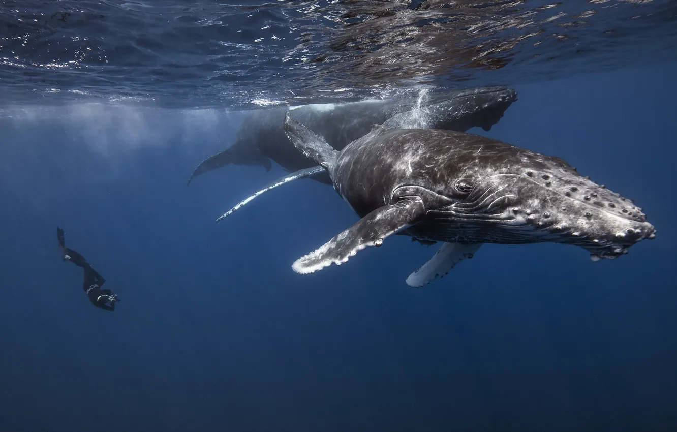 Фото обои nature, Man, whale