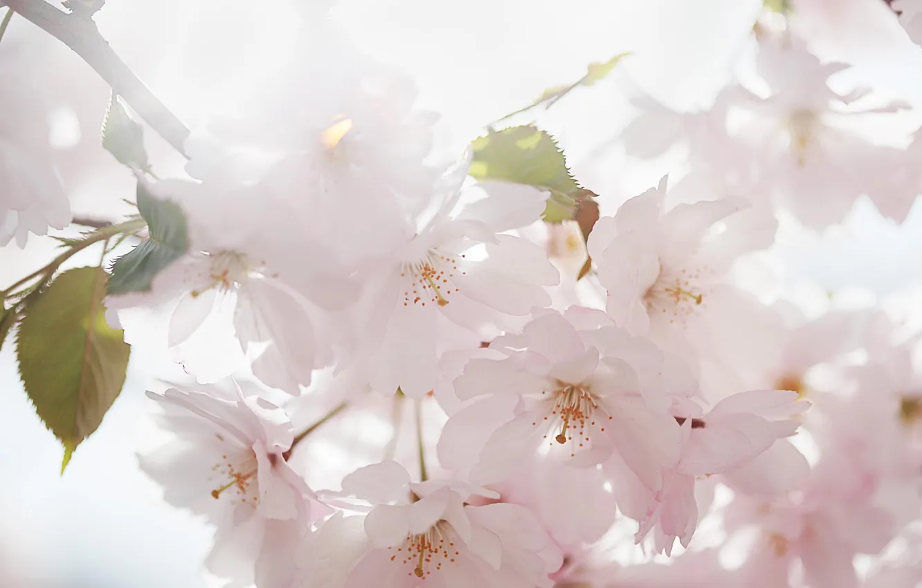 Фото обои цветы, весна, сакура