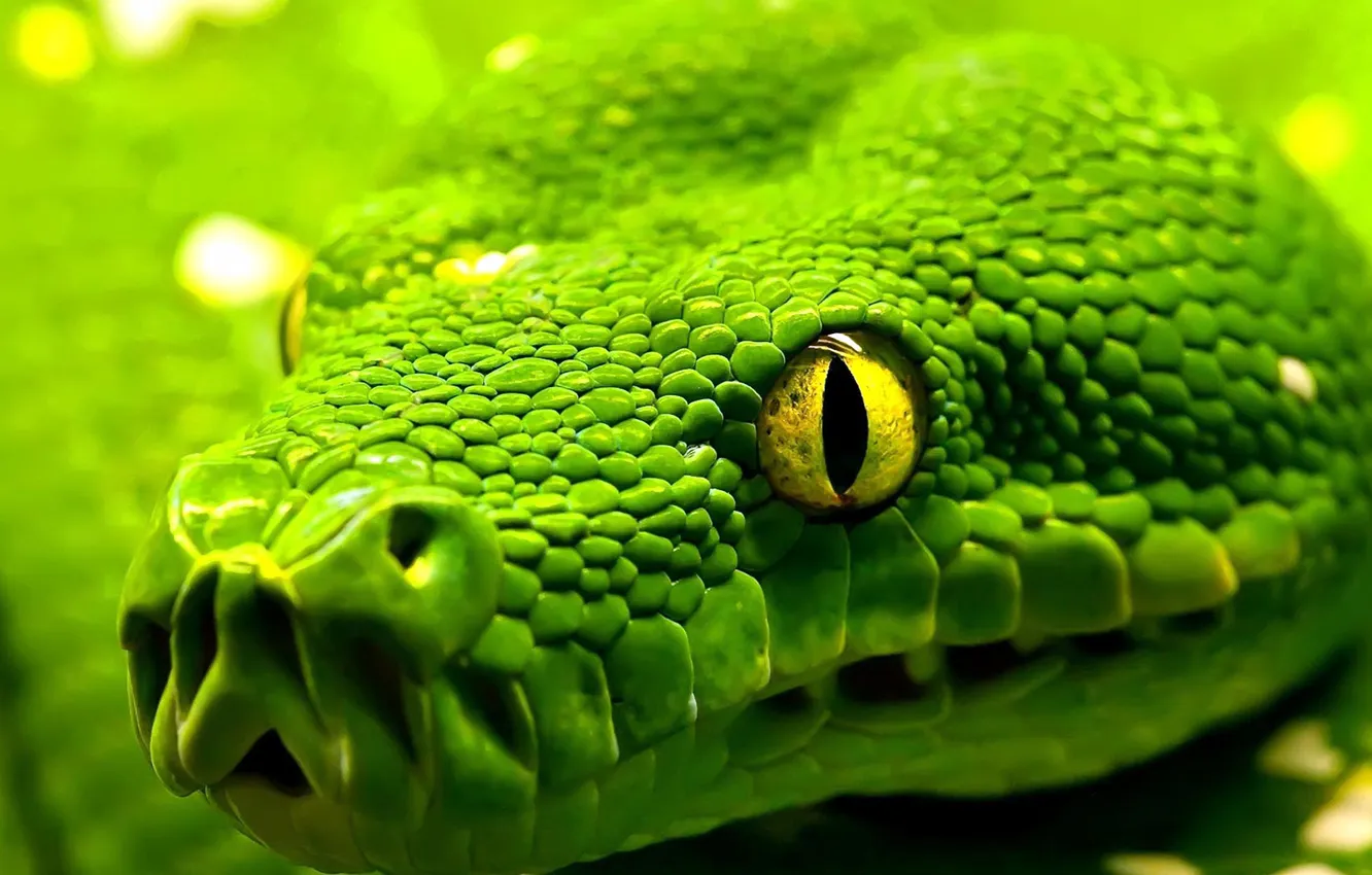 Фото обои глаза, змея, голова, чешуя, snake, eyes, рептилия, reptile