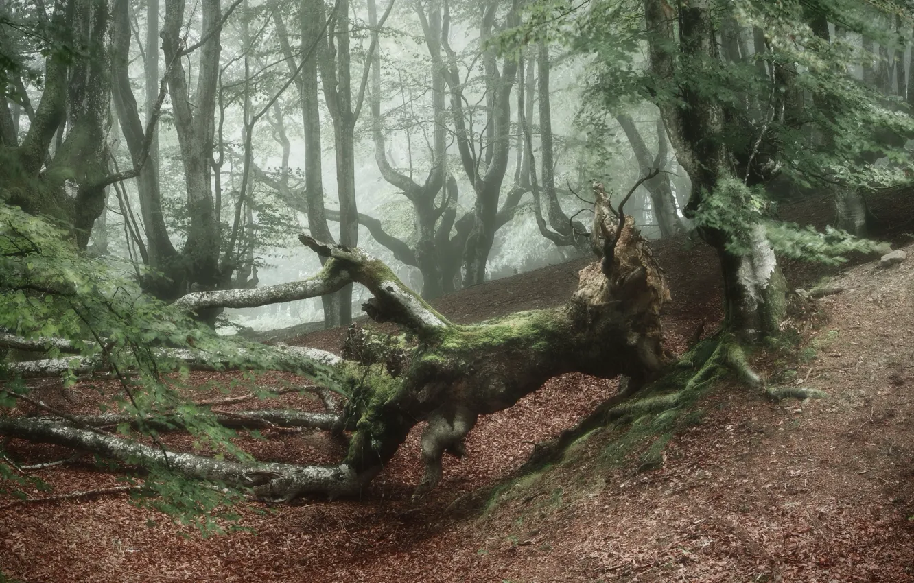 Фото обои лес, деревья, туман