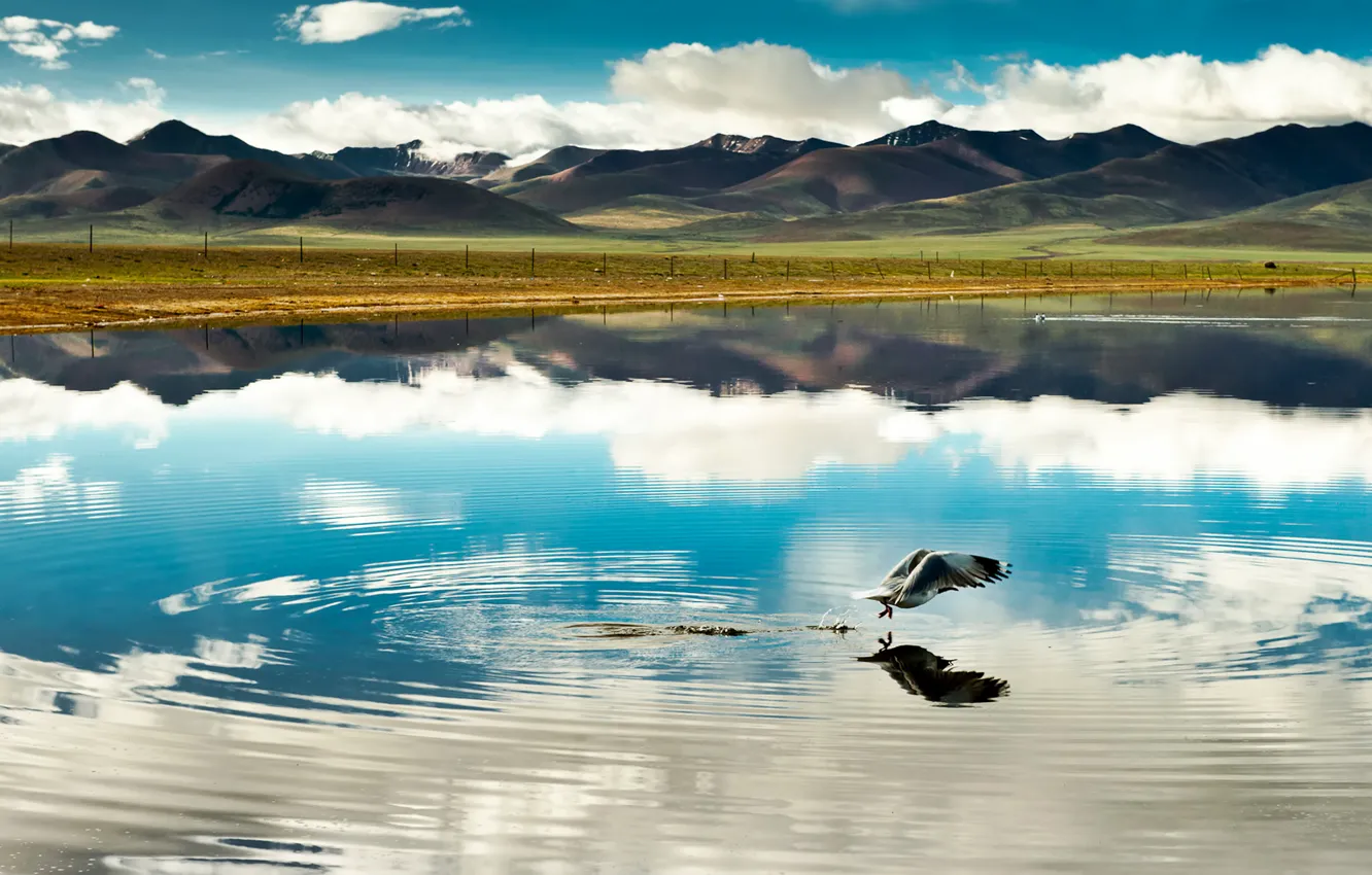 Фото обои облака, полет, горы, озеро, отражение, птица, китай, china