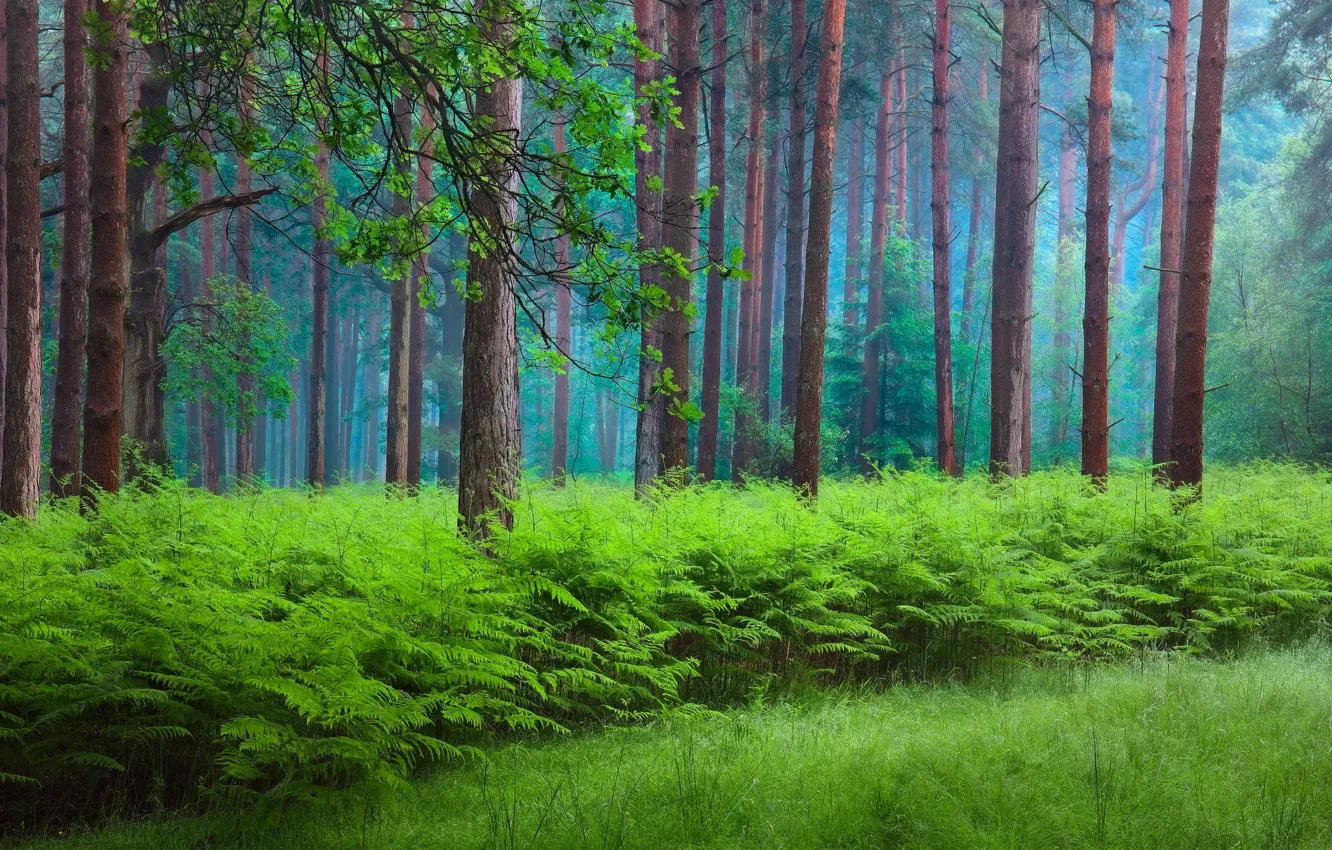 Фото обои лес, природа, весна, дымка, папоротник