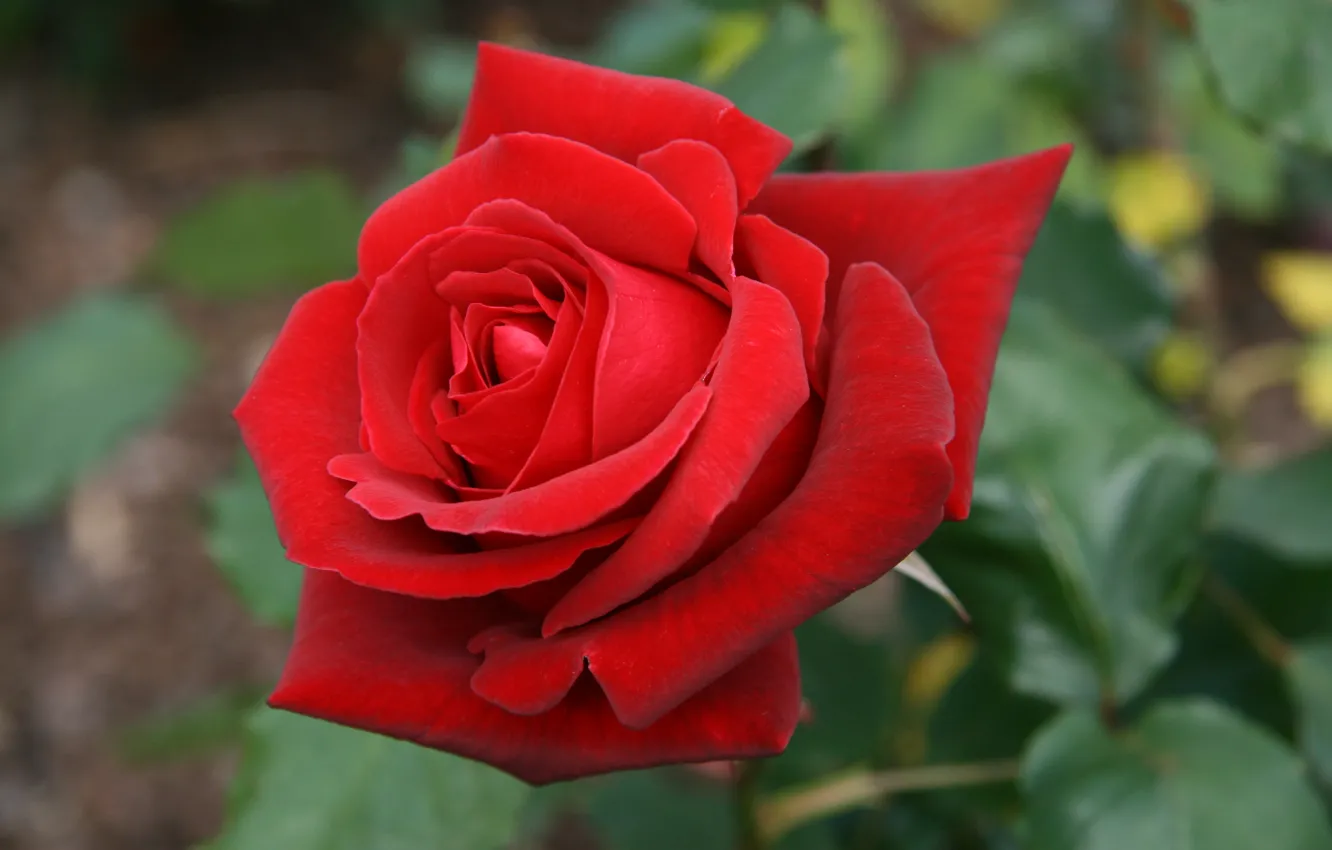 Фото обои роза, red, красная, Rose