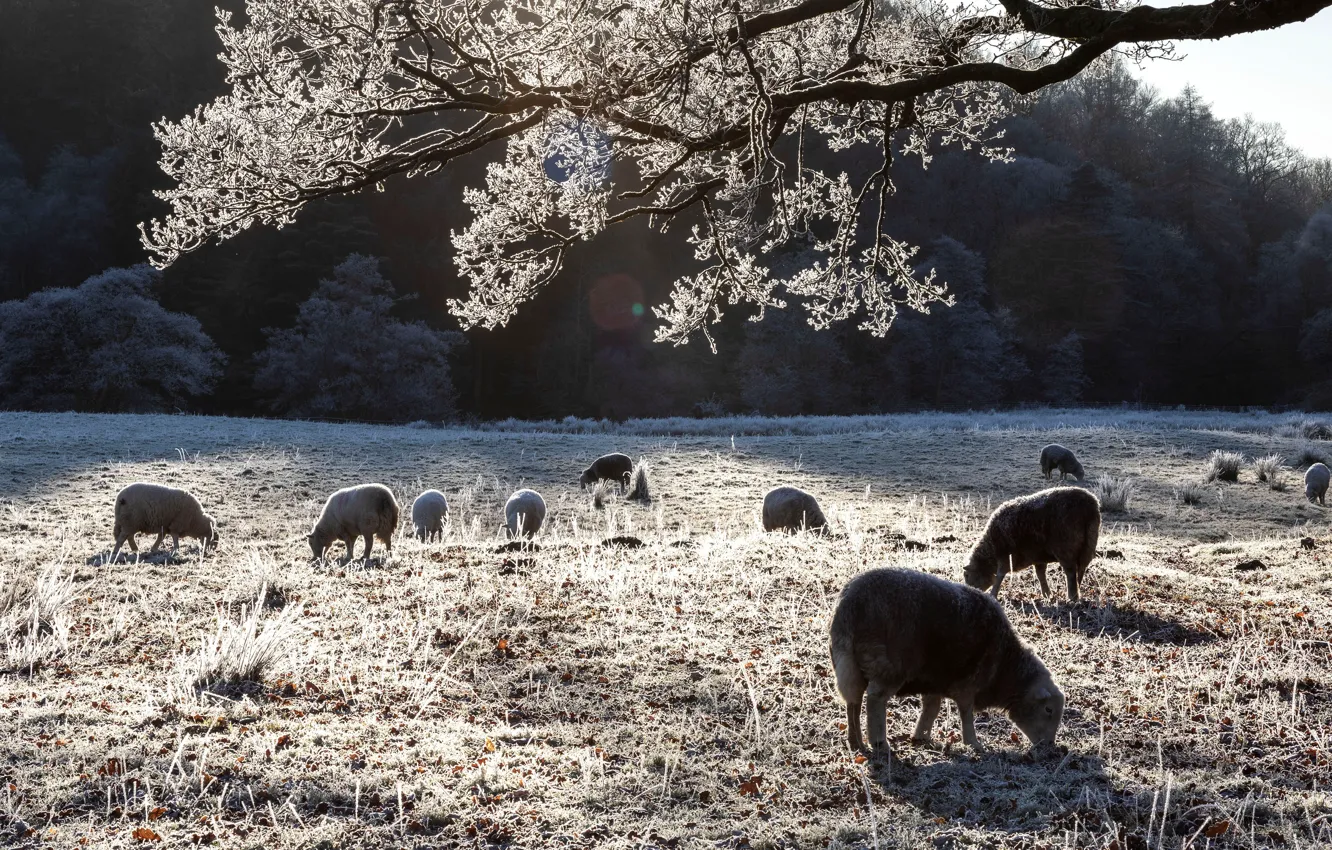 Фото обои зима, иней, овцы, пастбище, овечки, стадо